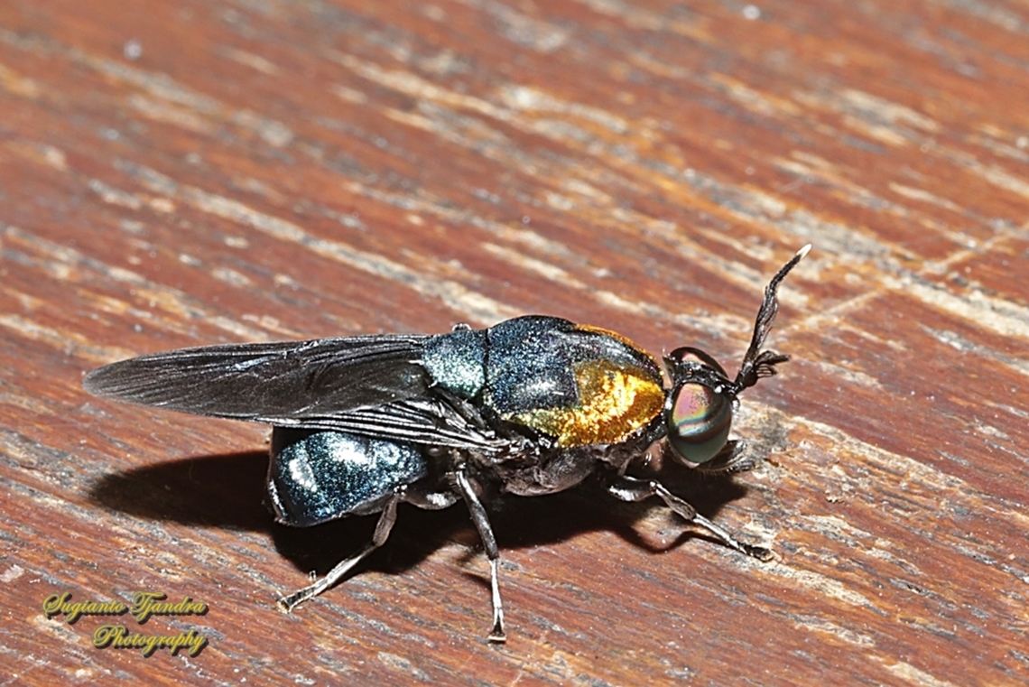 Soldier fly, Ptilocera quadridentata, family Stratiomyidae  Geotagged,Indonesia,Ptilocera quadridentata,Spring