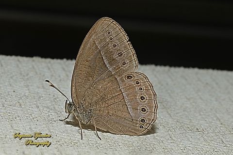 Semak Janardana/ Common bush brown, Telinga janardana janardana (previously is under Mycalesis janardana), family Nymphalidae  Common Bushbrown,Geotagged,Indonesia,Spring,Telinga janardana