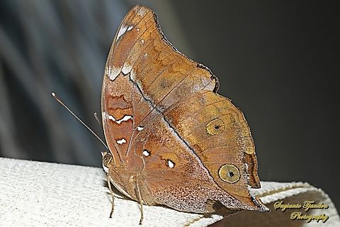 Autumn leaf butterfly, Doleschallia bisaltide  Autumn leaf,Doleschallia bisaltide,Geotagged,Indonesia,Spring