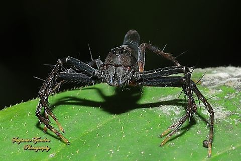 Lynx Spider, Hamadruas Sp., Family Oxyopidae  Geotagged,Indonesia,Spring
