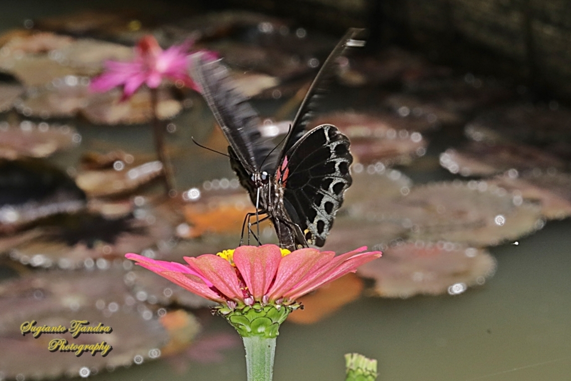 Great Mormon Butterfly, Papilio memnon memnon - male  Geotagged,Great Mormon,Indonesia,Papilio memnon,Spring
