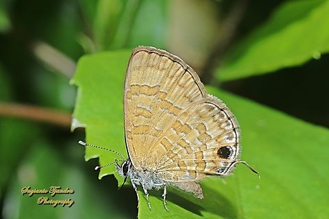 Common Line Blue, Prosotas nora  Common lineblue,Geotagged,Indonesia,Prosotas nora,Spring