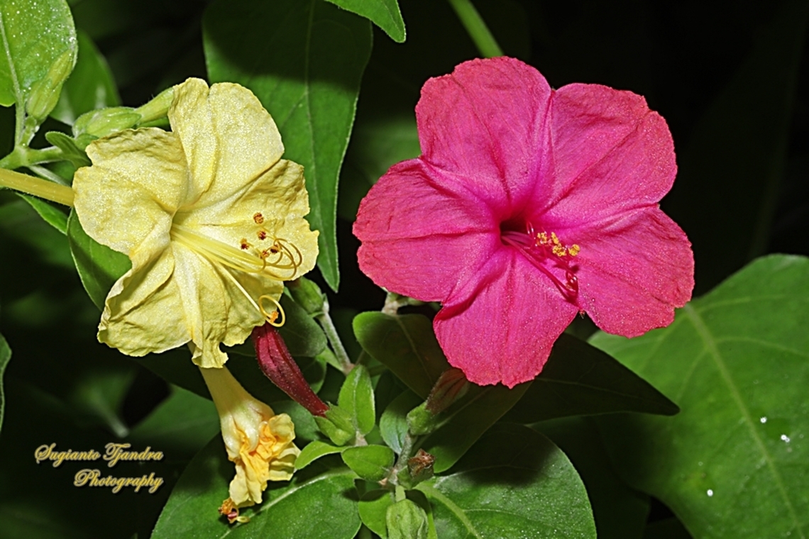 Bunga Pukul Empat, Mirabilis jalapa  Geotagged,Indonesia,Marvel of Peru,Mirabilis jalapa,Spring