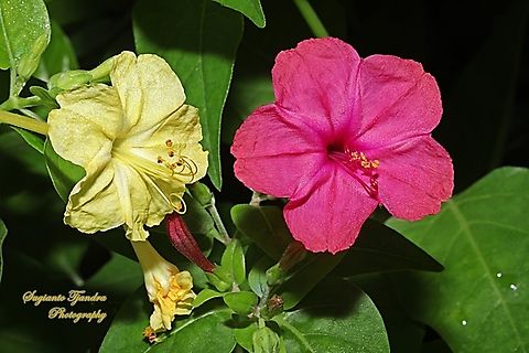 Bunga Pukul Empat, Mirabilis jalapa  Geotagged,Indonesia,Marvel of Peru,Mirabilis jalapa,Spring