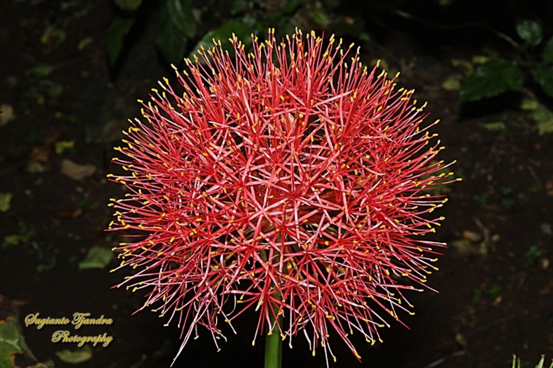 Bloodlily flower, Scadoxus multiflorus  Blood flower,Geotagged,Indonesia,Scadoxus multiflorus,Spring