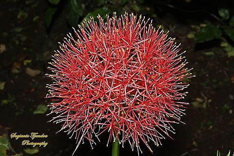 Bloodlily flower, Scadoxus multiflorus  Blood flower,Geotagged,Indonesia,Scadoxus multiflorus,Spring