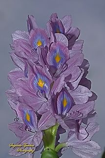 Eceng Gondok, Common Water Hyacinth, Pontederia crassipes  Common water hyacinth,Eichhornia crassipes,Geotagged,Indonesia,Spring