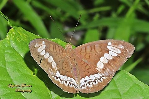 Tanaecia trigerta ssp. trigerta  Geotagged,Indonesia,Spring,Tanaecia trigerta
