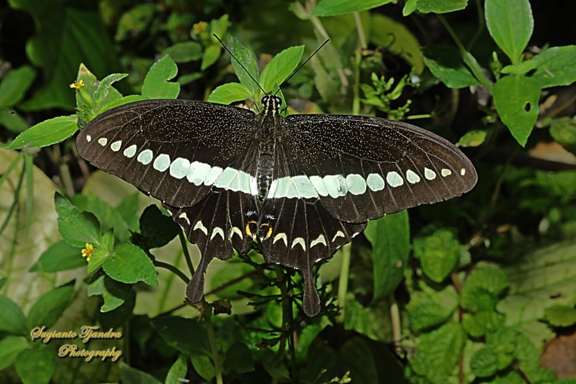 The banded swallowtail butterfly, Papilio demolion demolion  Banded Swallowtail,Geotagged,Indonesia,Papilio demolion,Spring