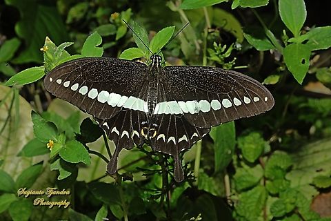 The banded swallowtail butterfly, Papilio demolion demolion  Banded Swallowtail,Geotagged,Indonesia,Papilio demolion,Spring