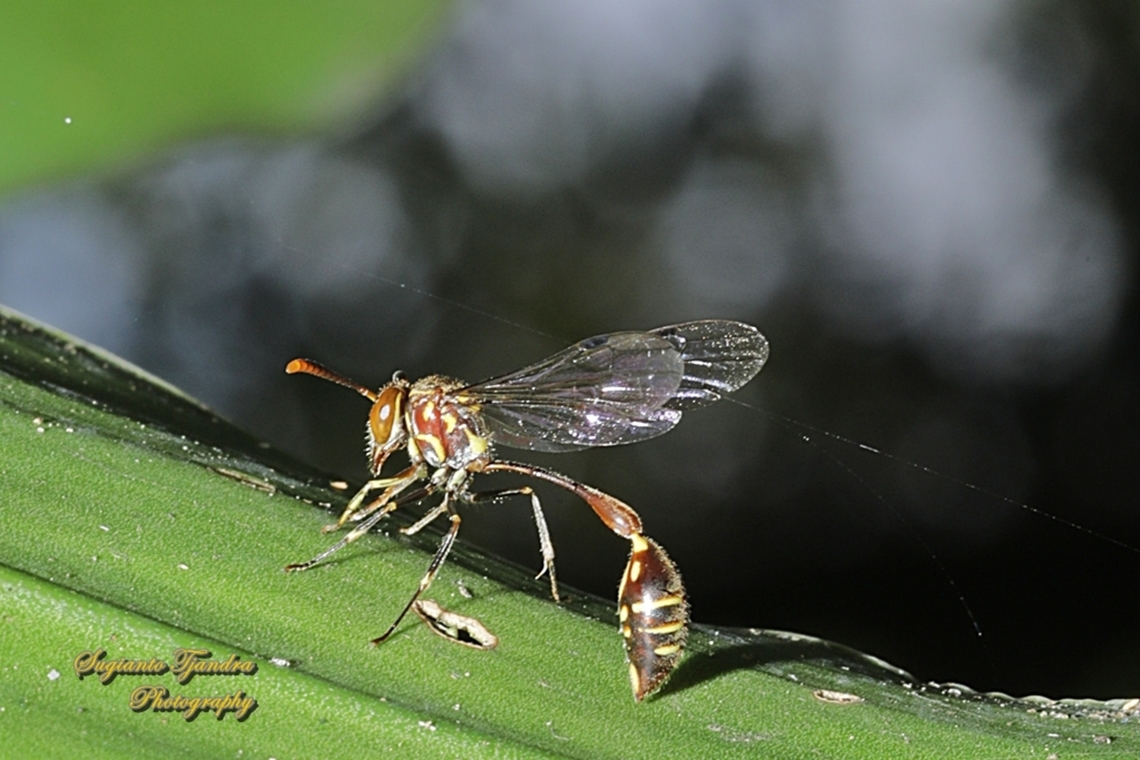 Hover Wasp, Liostenogaster Sp., Subfamily Stenogastrinae  Geotagged,Indonesia,Spring