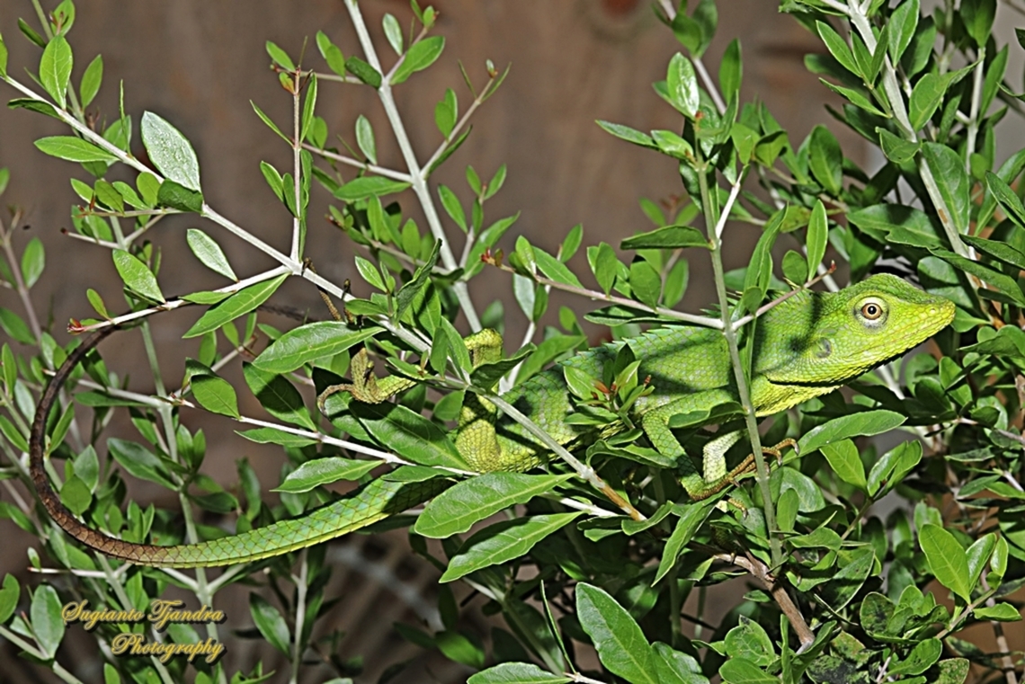 Green Crested Lizard, Bronchocela cristatella, Agamidae  Bronchocela cristatella,Geotagged,Green Crested Lizard,Indonesia,Spring