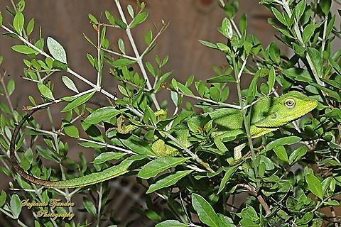 Green Crested Lizard, Bronchocela cristatella, Agamidae  Bronchocela cristatella,Geotagged,Green Crested Lizard,Indonesia,Spring