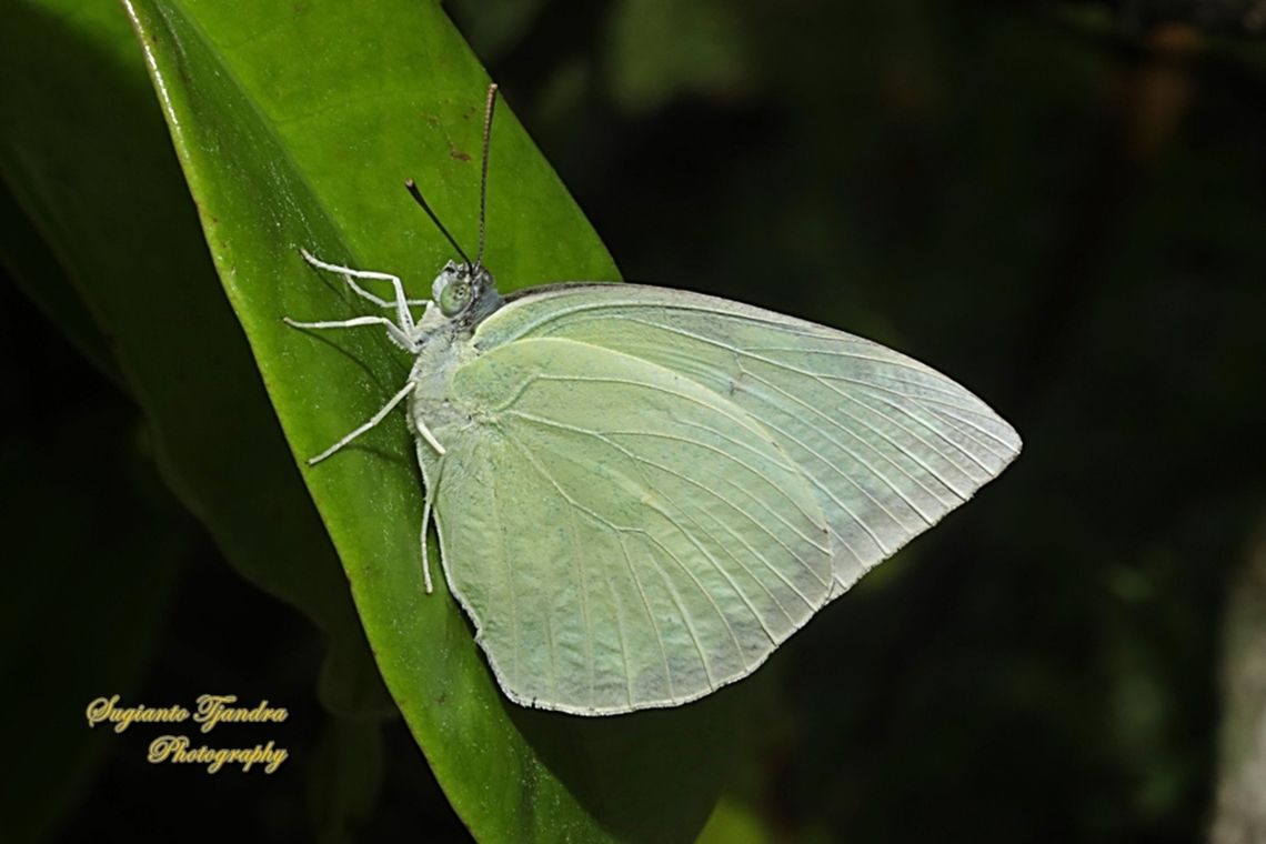 Lemon Emigrant butterfly, Catopsilia pomona pomona female form jugurtha  Catopsilia pomona,Geotagged,Indonesia,Lemon Migrant,Spring