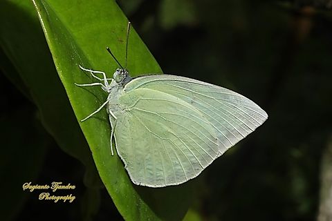 Lemon Emigrant butterfly, Catopsilia pomona pomona female form jugurtha  Catopsilia pomona,Geotagged,Indonesia,Lemon Migrant,Spring