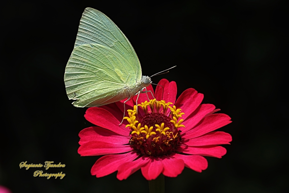 Lemon Emigrant butterfly, Catopsilia pomona pomona female form jugurtha  Catopsilia pomona,Geotagged,Indonesia,Lemon Migrant,Spring