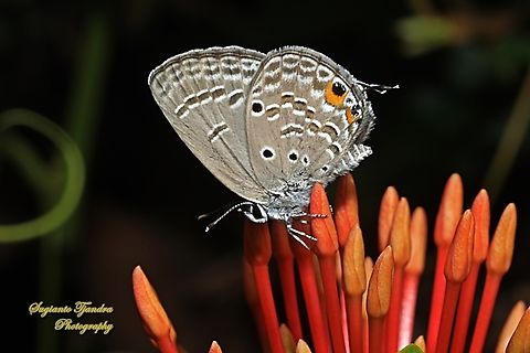 Cycad Blue Butterfly, Luthrodes pandava ssp pandava  Geotagged,Indonesia,Luthrodes pandava,Plains Cupid,Spring
