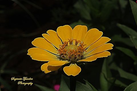 Elegant Zinnia, Zinnia elegans, family Asteraceae  Elegant Zinnia,Geotagged,Indonesia,Spring,Zinnia elegans