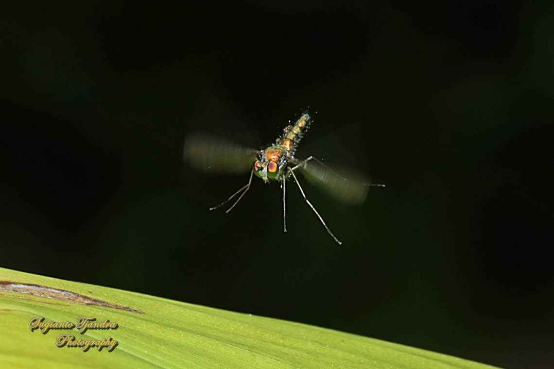 Long-legged Fly, Chrysosoma leucopogon, family of Dolichopodidae  Chrysosoma leucopogon,Geotagged,Indonesia,Spring