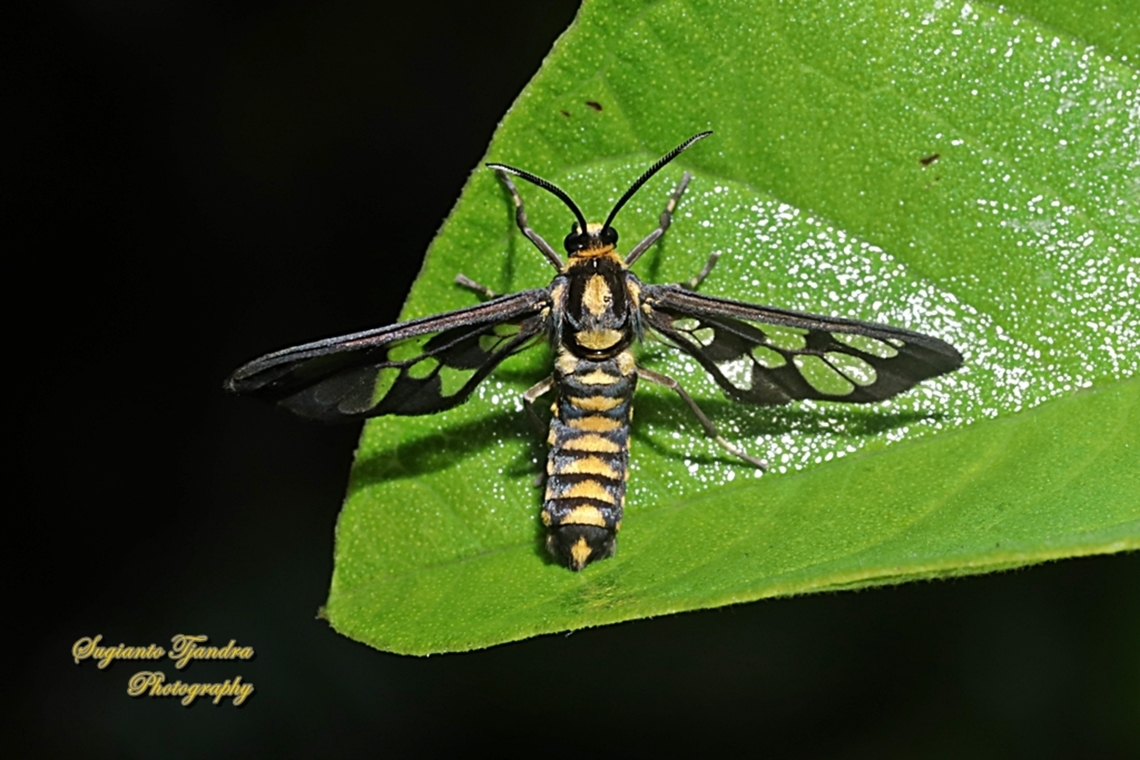 Hübner's Wasp Moth, Amata huebnerineeds  Amata huebneri,Geotagged,Hübner's Wasp Moth,Indonesia,Spring