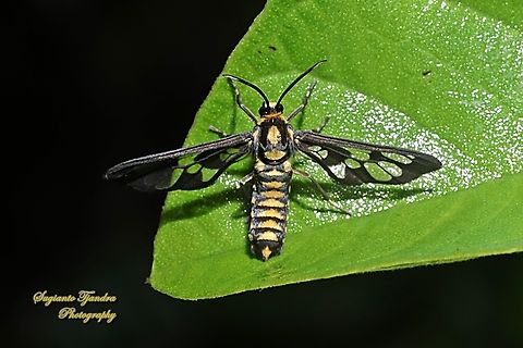 H&uuml;bner's Wasp Moth, Amata huebnerineeds  Amata huebneri,Geotagged,H&uuml;bner's Wasp Moth,Indonesia,Spring