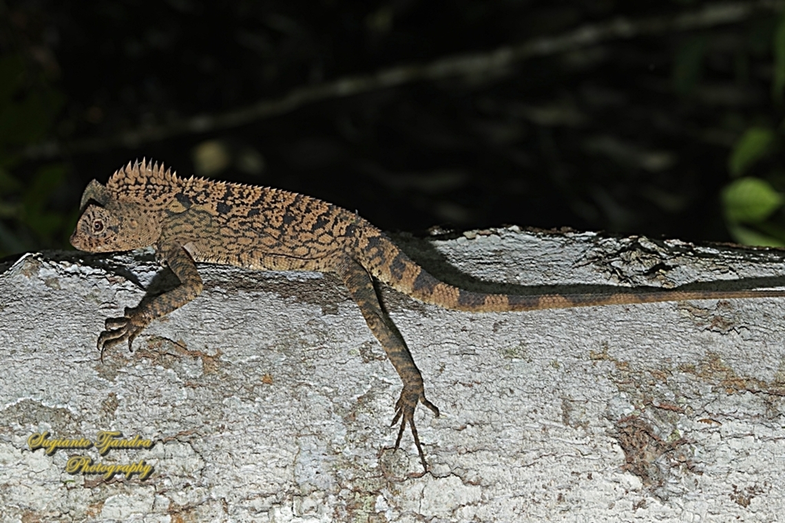 Bunglon (Tropical Chameleon forest dragon), Gonocephalus cf.chamaeleontinus, family Agamidae  Geotagged,Gonocephalus chamaeleontinus,Indonesia,Javan Humphead Lizard,Spring