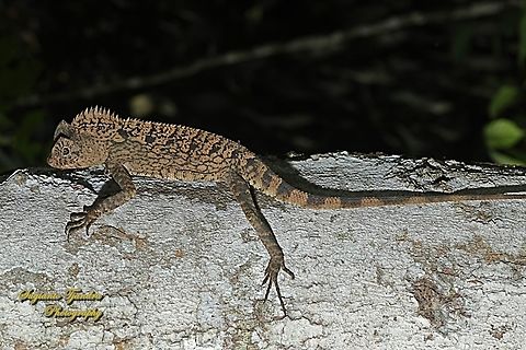 Bunglon (Tropical Chameleon forest dragon), Gonocephalus cf.chamaeleontinus, family Agamidae  Geotagged,Gonocephalus chamaeleontinus,Indonesia,Javan Humphead Lizard,Spring