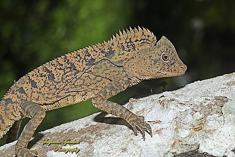 Chameleon Forest Dragon, Gonocephalus chamaeleontinus, family Agamidae  Geotagged,Gonocephalus chamaeleontinus,Indonesia,Javan Humphead Lizard,Spring