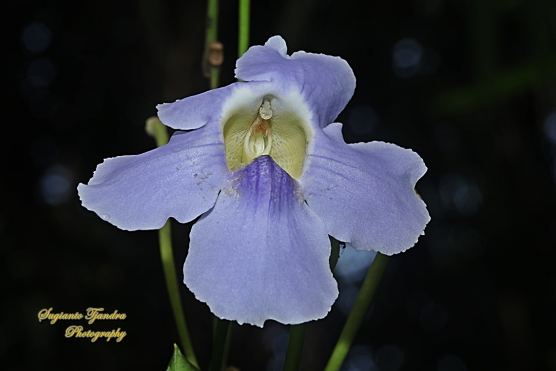 Blue sky flowers, Thunbergia grandiflora  Bengal clockvine,Geotagged,Indonesia,Spring,Thunbergia grandiflora