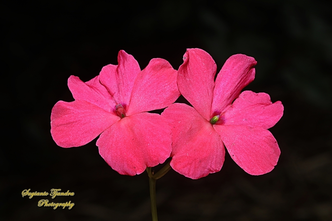 Impatiens flower, Impatiens walleriana  Busy Lizzy,Geotagged,Impatiens walleriana,Indonesia,Spring