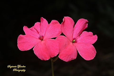 Impatiens flower, Impatiens walleriana  Busy Lizzy,Geotagged,Impatiens walleriana,Indonesia,Spring