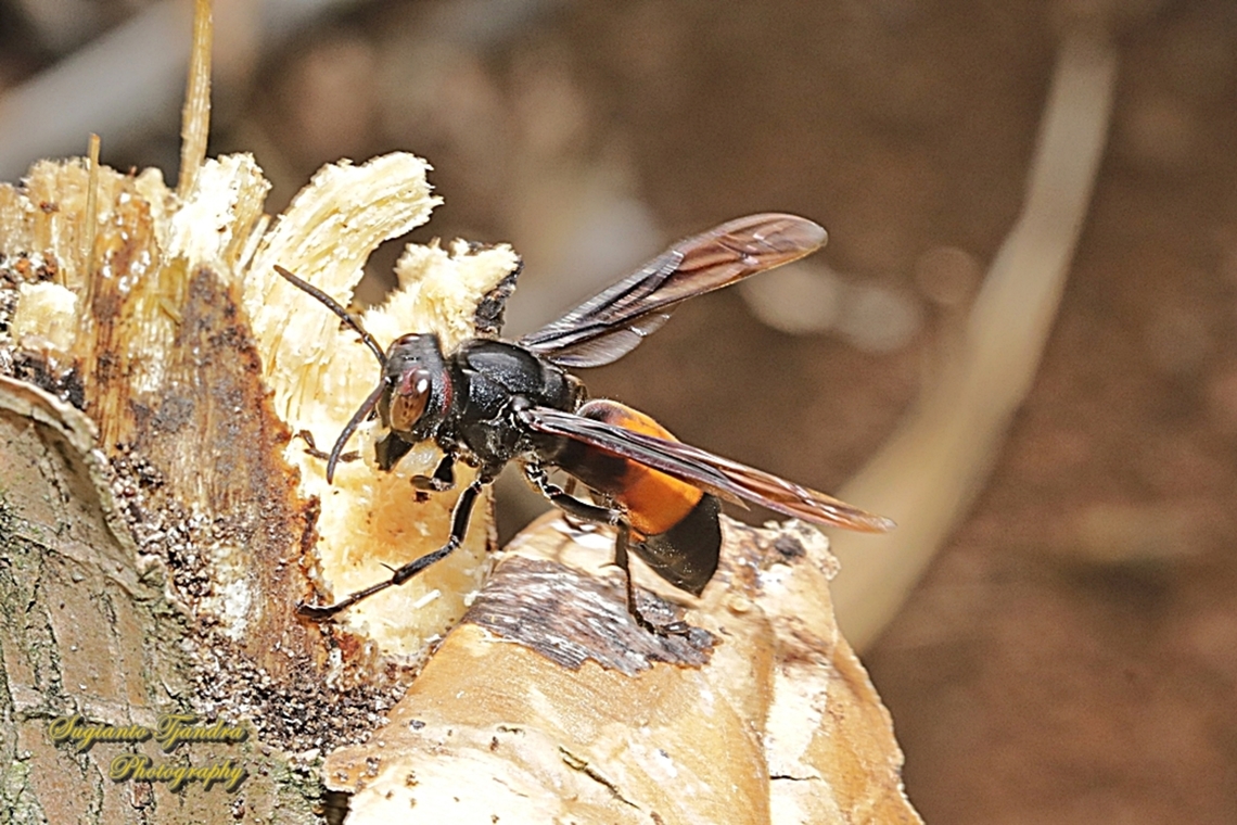 The Lesser banded hornet, Vespa affinis  Geotagged,Indonesia,Lesser banded hornet,Spring,Vespa affinis
