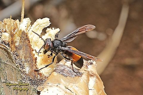 The Lesser banded hornet, Vespa affinis  Geotagged,Indonesia,Lesser banded hornet,Spring,Vespa affinis