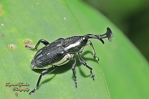 Weevil, Cercidocerus lateralis  Cercidocerus lateralis,Geotagged,Indonesia,Spring