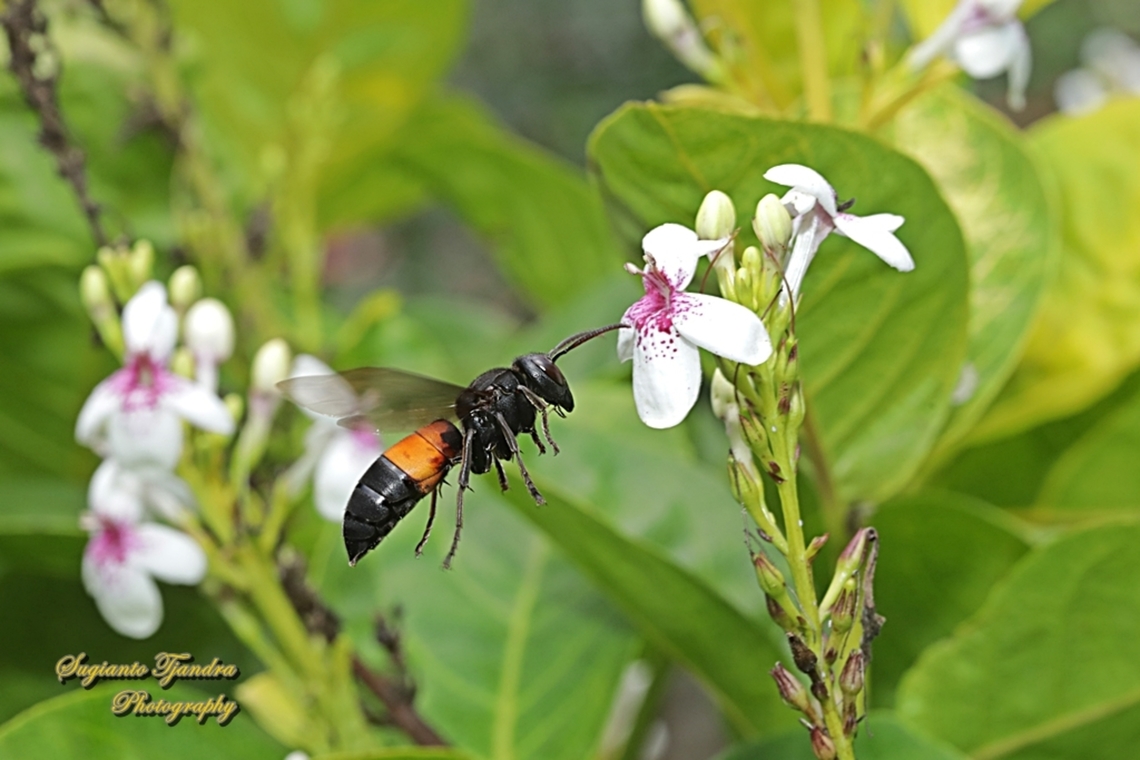 The Lesser banded hornet, Vespa affinis  Geotagged,Indonesia,Lesser banded hornet,Spring,Vespa affinis