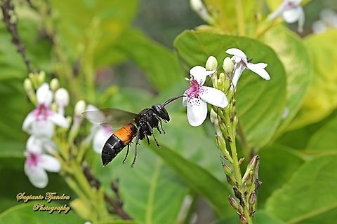The Lesser banded hornet, Vespa affinis  Geotagged,Indonesia,Lesser banded hornet,Spring,Vespa affinis