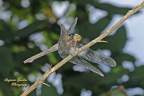 Crimson Dropwing Dragonfly, Orthetrum testaceum  Geotagged,Indonesia,Orange Skimmer,Orthetrum testaceum,Spring