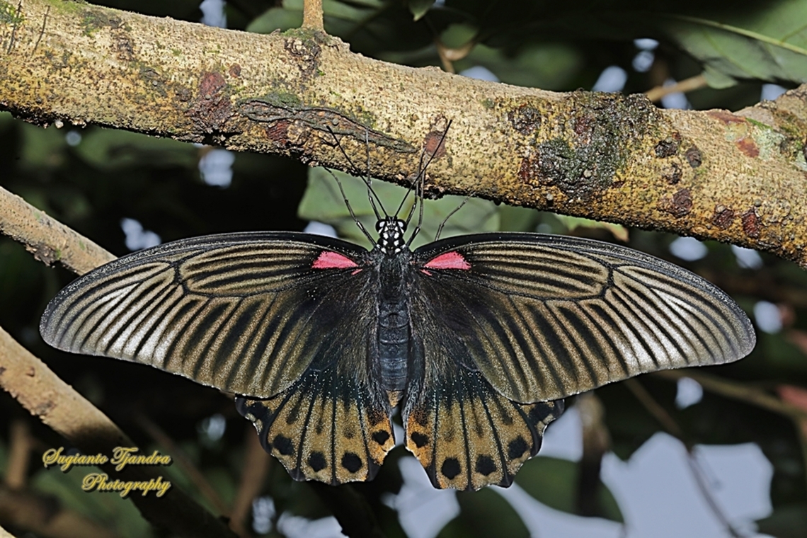Great Mormon Butterfly, Papilio memnon memnon f. laomedon  Geotagged,Great Mormon,Indonesia,Papilio memnon,Spring