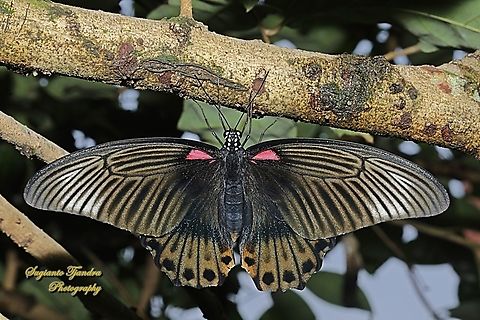 Great Mormon Butterfly, Papilio memnon memnon f. laomedon  Geotagged,Great Mormon,Indonesia,Papilio memnon,Spring