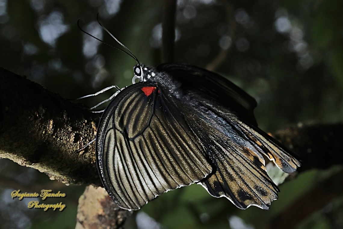 Great Mormon Butterfly, Papilio memnon memnon f. laomedon  Geotagged,Great Mormon,Indonesia,Papilio memnon,Spring
