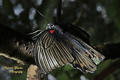 Great Mormon Butterfly, Papilio memnon memnon f. laomedon  Geotagged,Great Mormon,Indonesia,Papilio memnon,Spring