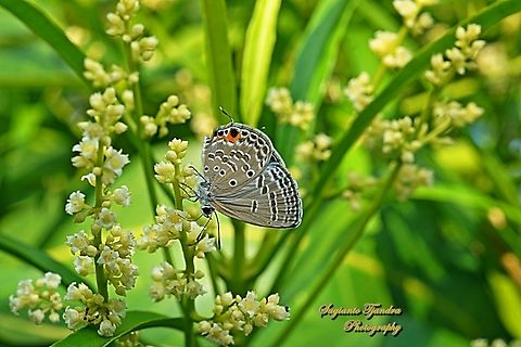 Cycad Blue Butterfly, Luthrodes pandava ssp pandava  Geotagged,Indonesia,Luthrodes pandava,Plains Cupid,Spring