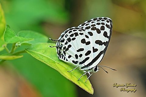 Common Pierrot, Castalius rosimon  Castalius rosimon,Common Pierrot,Geotagged,Indonesia,Spring