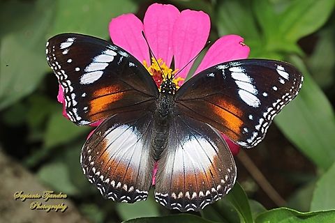 Great eggfly butterfly, Hypolimnas bolina bolina - female  Geotagged,Hypolimnas bolina,Indonesia,Spring,Varied Eggfly
