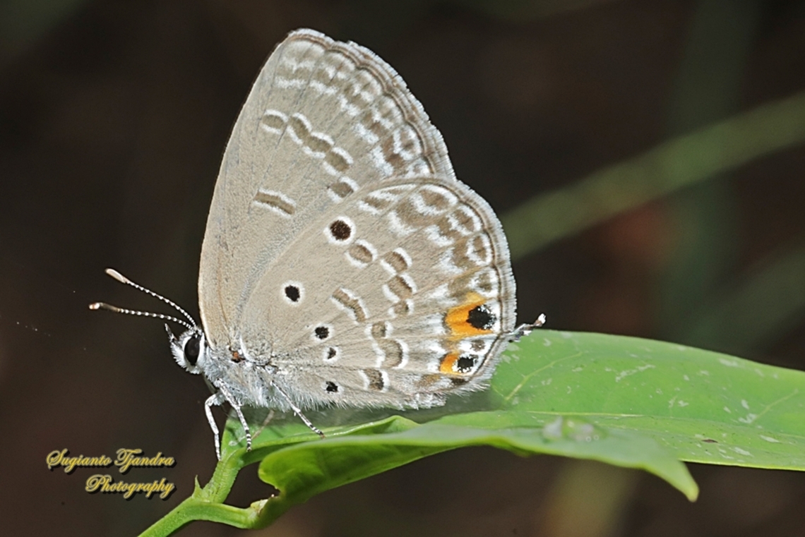 Cycad Blue Butterfly, Luthrodes pandava ssp pandava  Geotagged,Indonesia,Luthrodes pandava,Plains Cupid,Spring