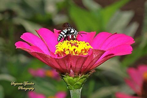 Cloak-and-dagger Bee, Thyreus Sp.  Geotagged,Indonesia,Spring