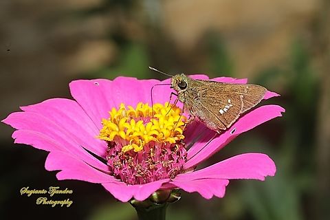 Skipper Butterfly, Parnara Sp.  Geotagged,Indonesia,Spring