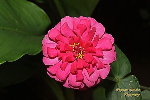 Elegant Zinnia, Zinnia elegans, family Asteraceae  Elegant Zinnia,Geotagged,Indonesia,Spring,Zinnia elegans