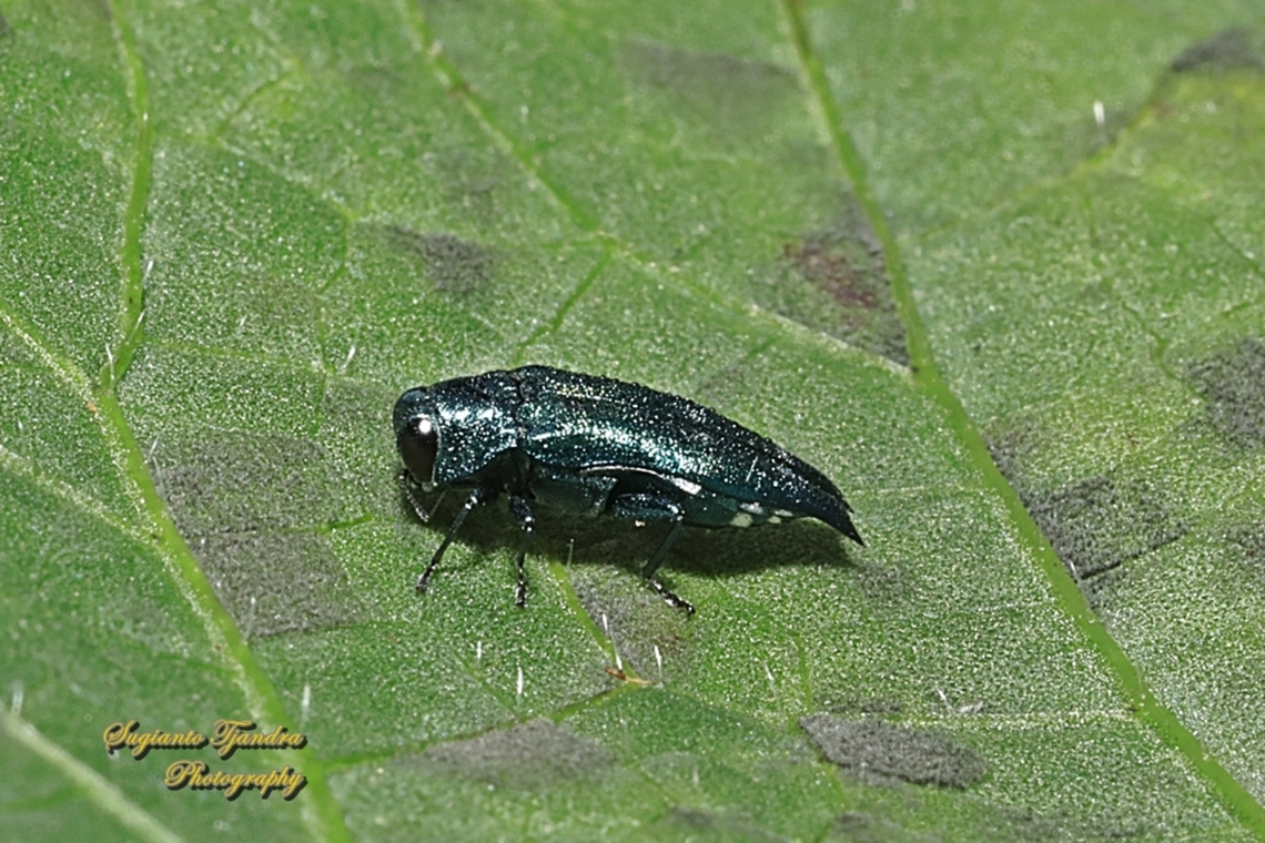 Spiral Borer Beetle, Agrilus acutus  Agrilus acutus,Geotagged,Indonesia,Spring