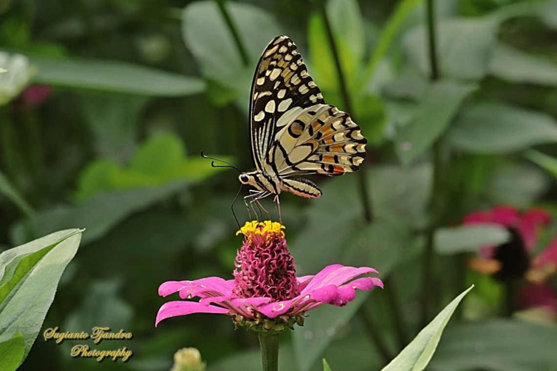 Common Lime butterfly, Papilio demoleus  Geotagged,Indonesia,Lime Swallowtail,Papilio demoleus,Spring
